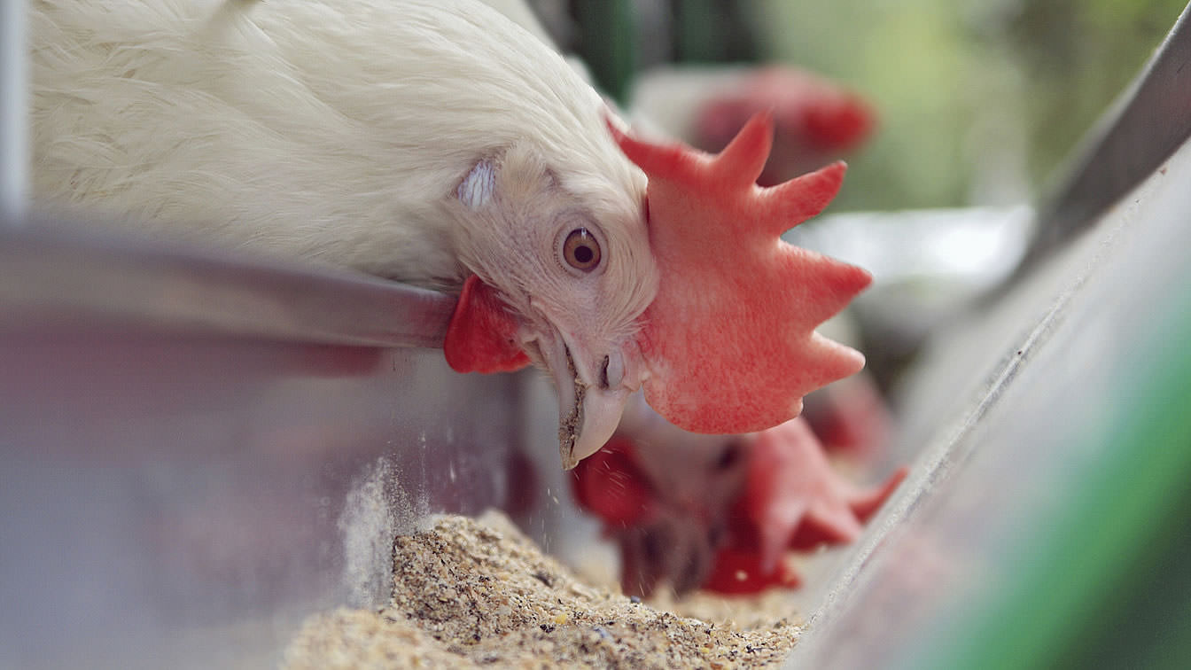 Feed Intake in Poultry