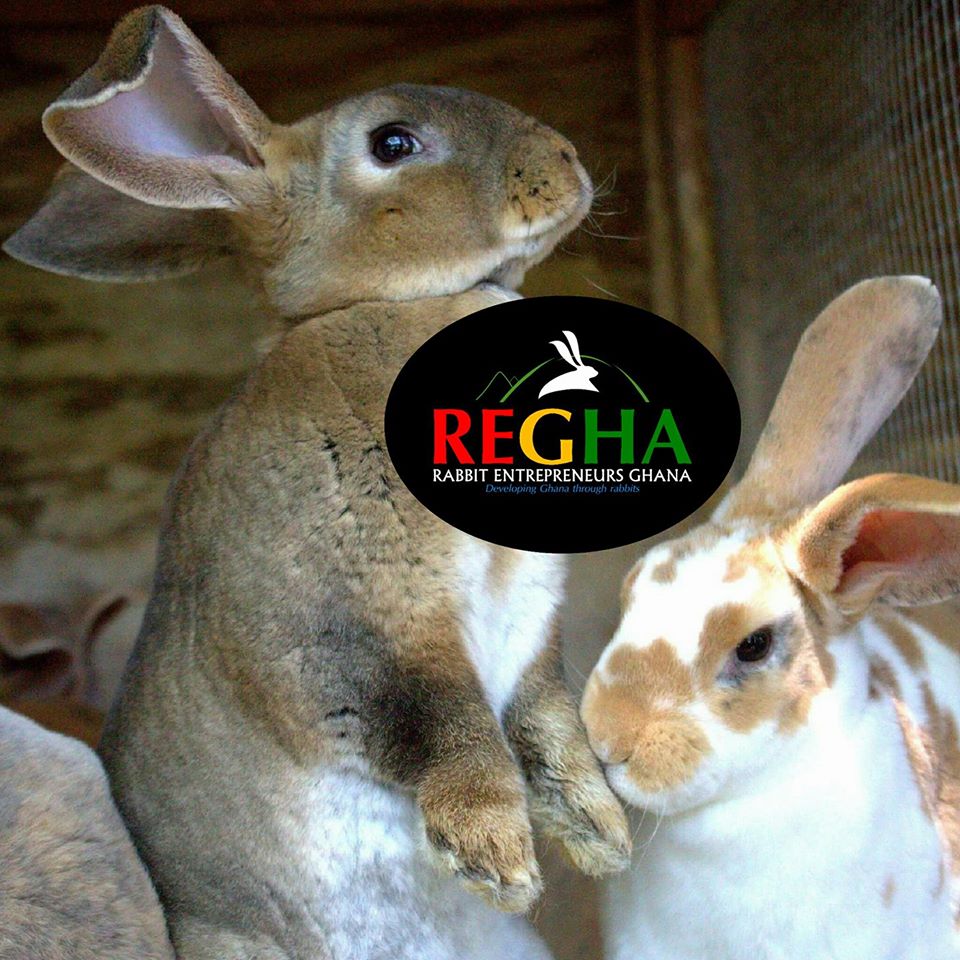 Rabbit Entrepreneurs Ghana (REGHA)